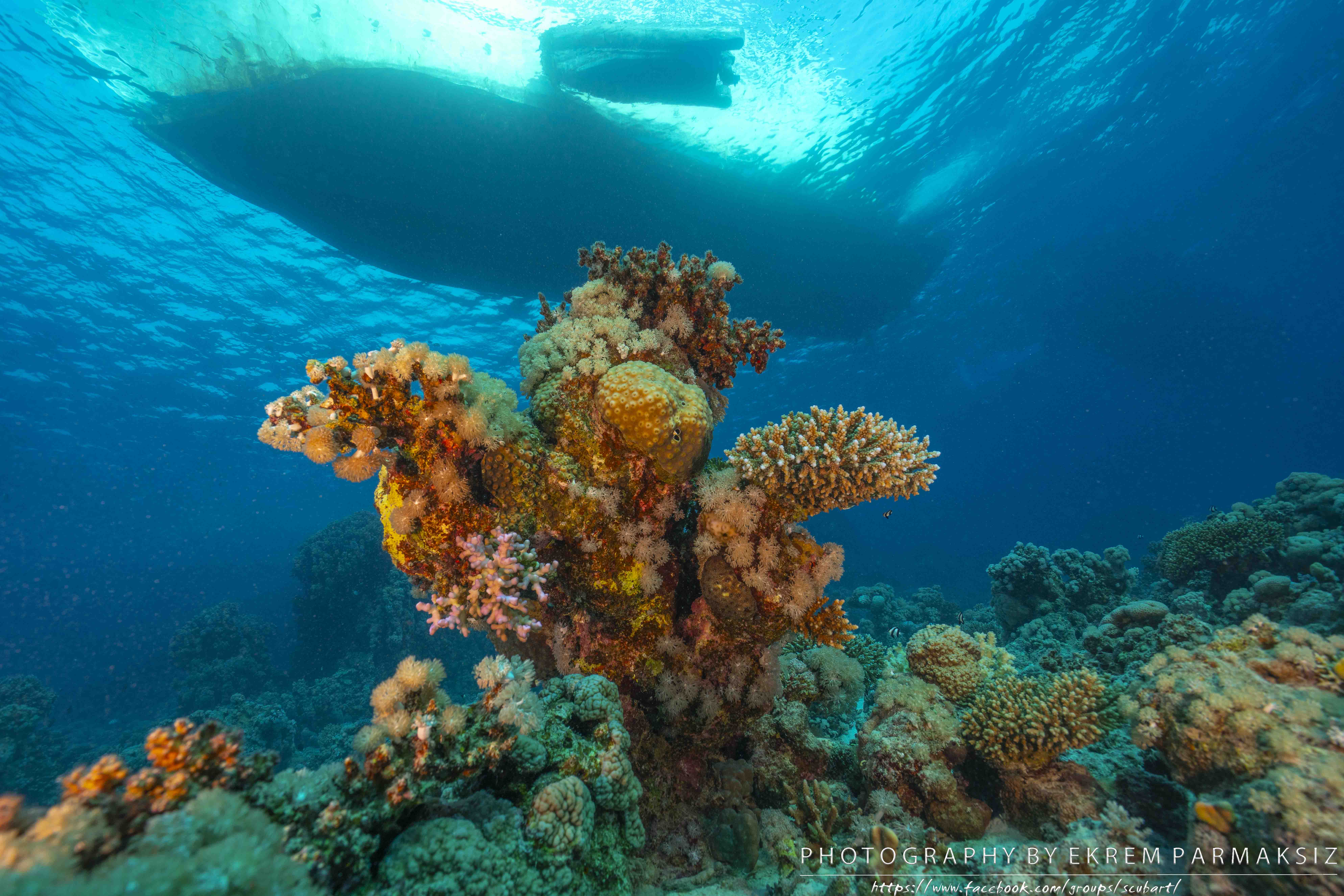 corals liveboard hurghada