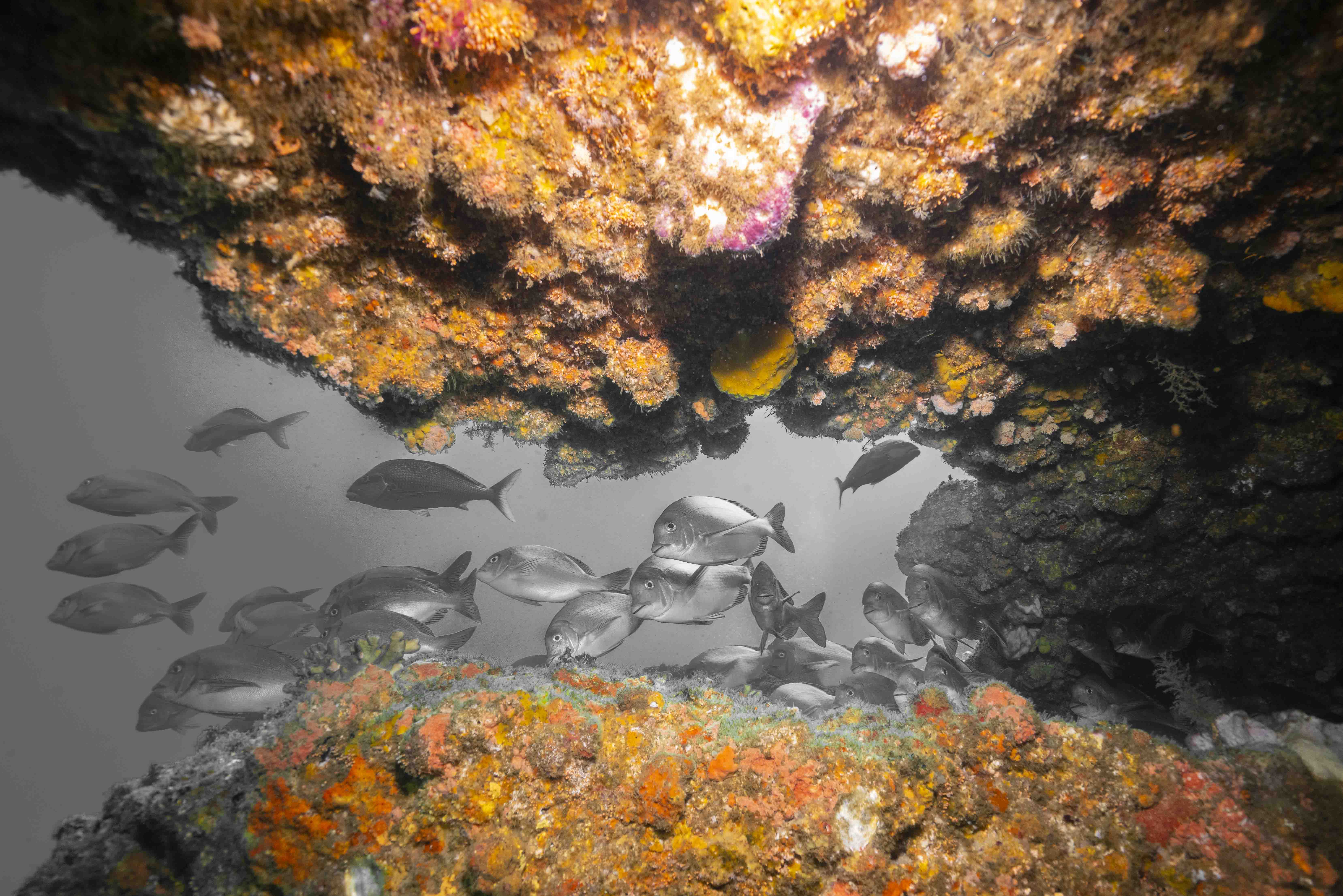 mercan cave south africa siyah beyaz
